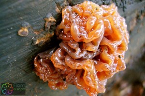 Tremella foliacea (3).jpg_product